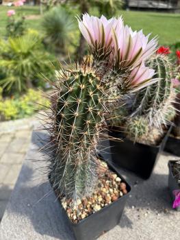 Echinocereus engelmannii fasciculatus